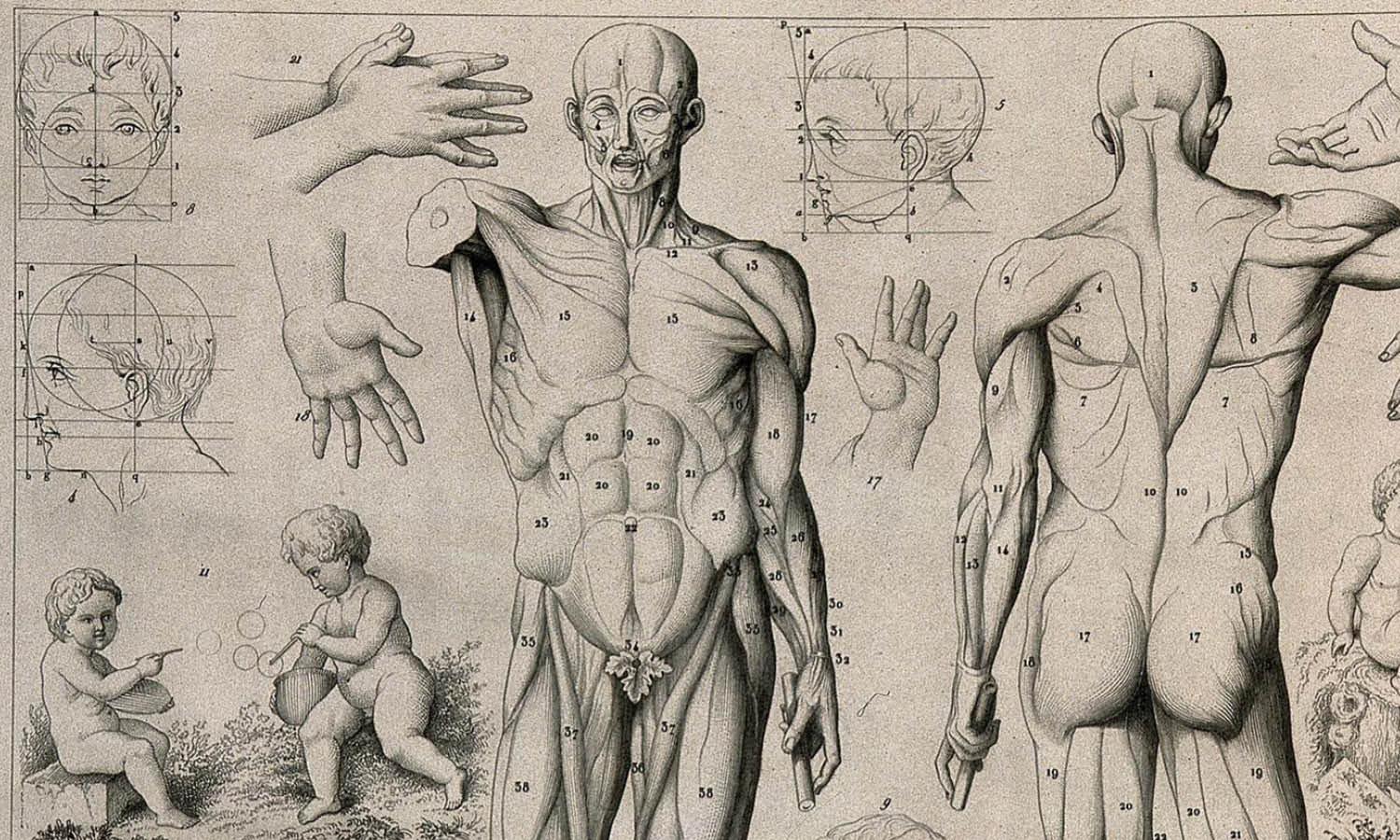 Тялото. Наръчник за употреба