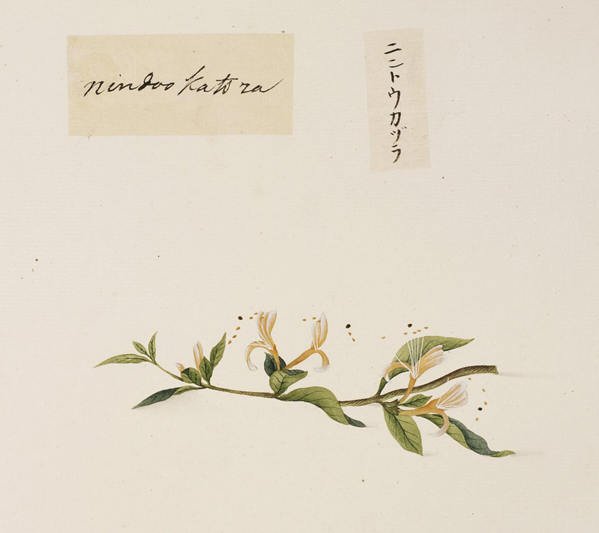 Орлови нокти